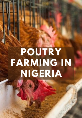Poultry farming in Nigeria.